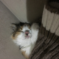 Norwegian Forest, Kedi  Badem fotoğrafı