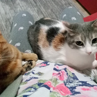 Tekir Kedi, Kedi  Mısır fotoğrafı