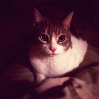 Tekir Kedi, Kedi  Mısır fotoğrafı