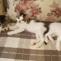 Tekir Kedi, Kedi  Yağmur,Bulut,Duman fotoğrafı