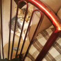 Tekir Kedi, Kedi  Yağmur,Bulut,Duman fotoğrafı