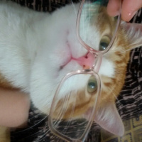 British Shorthair, Kedi  hera fotoğrafı