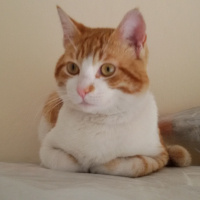 British Shorthair, Kedi  hera fotoğrafı