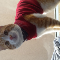 British Shorthair, Kedi  hera fotoğrafı