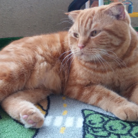 Scottish Fold, Kedi  Tarçın  fotoğrafı