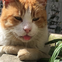 Tekir Kedi, Kedi  Sarı fotoğrafı