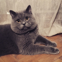 British Shorthair, Kedi  Dex fotoğrafı