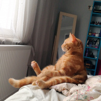 Tekir Kedi, Kedi  Sütlü fotoğrafı