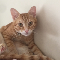 Tekir Kedi, Kedi  Sarı fotoğrafı