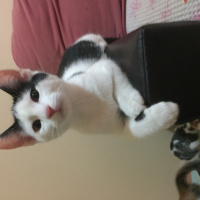 Tekir Kedi, Kedi  Dracul  fotoğrafı