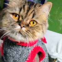 Chinchilla, Kedi  Mıro fotoğrafı