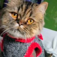 Chinchilla, Kedi  Mıro fotoğrafı