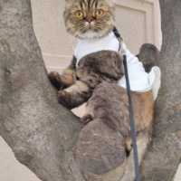 Chinchilla, Kedi  Mıro fotoğrafı