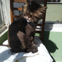 Chinchilla, Kedi  Mıro fotoğrafı