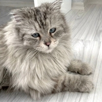 blue_hpood kullanıcısının #249159 peti