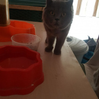 Scottish Fold, Kedi  Destina fotoğrafı