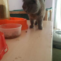 Scottish Fold, Kedi  Destina fotoğrafı