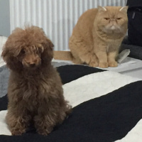 Exotic Shorthair, Kedi  Süflü fotoğrafı