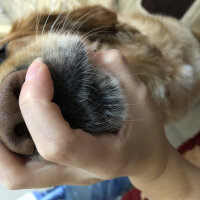 Golden Retriever, Köpek  Oscar fotoğrafı