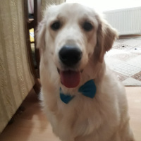Golden Retriever, Köpek  Zion fotoğrafı
