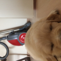Golden Retriever, Köpek  Rüzgar fotoğrafı