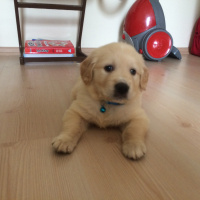 Golden Retriever, Köpek  Rüzgar fotoğrafı