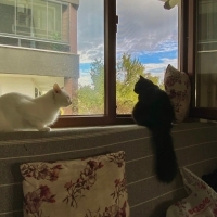 lLoki kullanıcısının #249428 peti