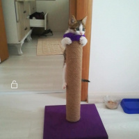 Tekir Kedi, Kedi  Tutku fotoğrafı