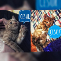 Tekir Kedi, Kedi  Cesur fotoğrafı