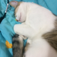 Tekir Kedi, Kedi  Efe fotoğrafı