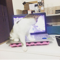 Tekir Kedi, Kedi  Efe fotoğrafı