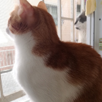 Tiffanie, Kedi  Puşuli/Portakal fotoğrafı