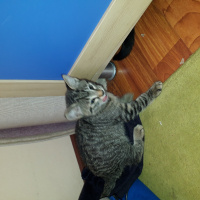 Tekir Kedi, Kedi  Siyah beyaz maya   yeşil siyah karamel fotoğrafı