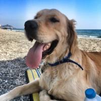 Golden Retriever, Köpek  Rex fotoğrafı