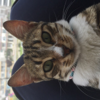 Tekir Kedi, Kedi  Coco fotoğrafı