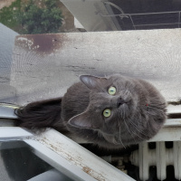 Nebelung, Kedi  Gümüş fotoğrafı