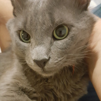 Nebelung, Kedi  Gümüş fotoğrafı