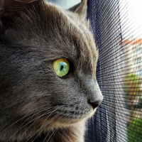 Nebelung, Kedi  Gümüş fotoğrafı