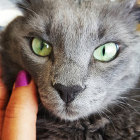 Nebelung, Kedi  Gümüş fotoğrafı