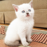 British Shorthair, Kedi  Sheila fotoğrafı