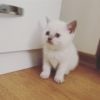 British Shorthair, Kedi  Sheila fotoğrafı