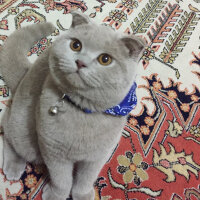 Scottish Fold, Kedi  Susam fotoğrafı