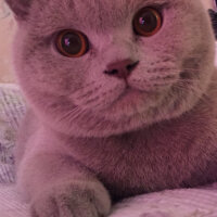 Scottish Fold, Kedi  Susam fotoğrafı