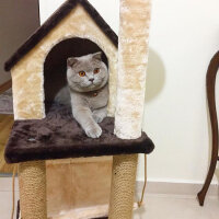 Scottish Fold, Kedi  Susam fotoğrafı