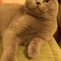 Scottish Fold, Kedi  Susam fotoğrafı