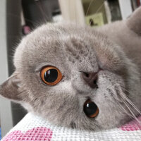 Scottish Fold, Kedi  Susam fotoğrafı