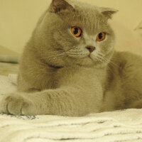 Scottish Fold, Kedi  Susam fotoğrafı