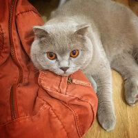 Scottish Fold, Kedi  Susam fotoğrafı