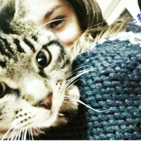 Tekir Kedi, Kedi  Çakır fotoğrafı