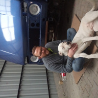 Dogo Arjantin, Köpek  Ares fotoğrafı
